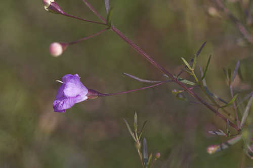 Agalinis tenuifolia #1